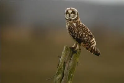 Quel est ce strigid&eacute; qui est surtout cr&eacute;pusculaire ?