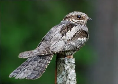 Quel est cet oiseau nocturne ?