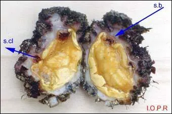 Que sont ces fruits de mer ?