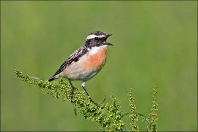 Quel est ce petit turdid&eacute; que l'on trouve chez nous en &eacute;t&eacute; ?