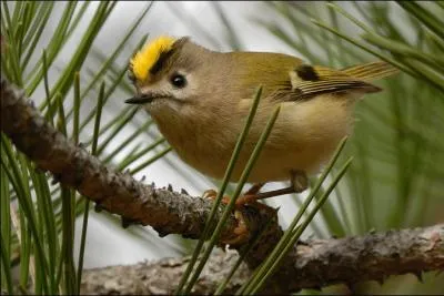 Quel est le plus petit oiseau d'Europe ?
