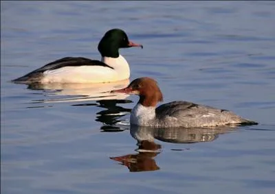 Quel est le plus grand harle europ&eacute;en ?