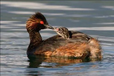 Quel est ce gr&egrave;be, symbole des Cinq-Tailles &agrave; Thumeries ?