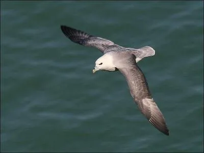 Quel est cet oiseau p&eacute;lagique ?