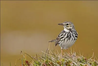 Quel est ce pipit que vous pourriez rencontrer en plaine ?