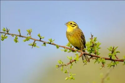 Quel est ce bruant assez commun en France ?