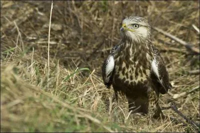 Quelle est cette buse hivernant rarement en France ?