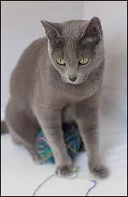 Quelle est la race de ce chat ?