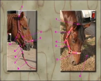 Où se situe la sous-gorge ?