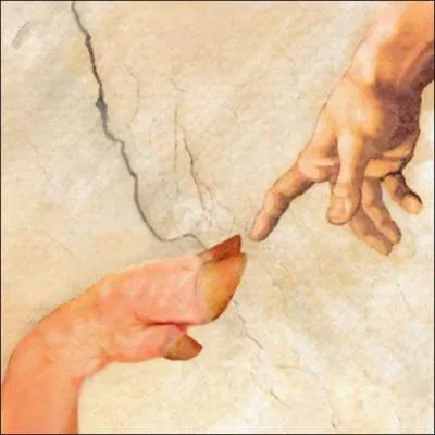 L'homme et le porc ont en commun 95% de leur patrimoine génétique.