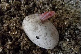 Ne va pas me confondre avec mon ami qui se trouve en question 2 ! 
Quel animal suis-je ?