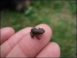 Une ... toute verte qui sautait dans l'eau ! 
Quel animal suis-je ?