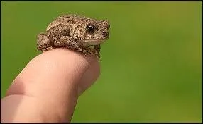 Un ... tout vert qui courait dans l'eau ! 
Quel animal suis-je ?