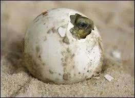 Je sors de mon œuf, quel animal suis-je ?