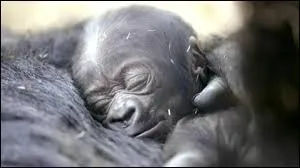 Accroché à ma maman, quel animal suis-je ?