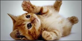 Où est mon lait ? Quel animal suis-je ?