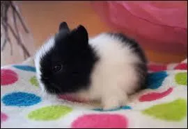 Où est ma carotte ? Quel animal suis-je ?