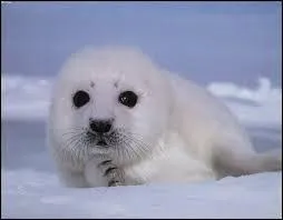Dans le froid, quel animal suis-je ?