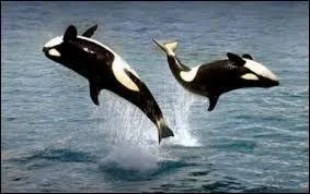 Attention ! Quel animal suis-je ?