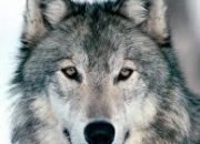 Quiz Le loup en culture gnrale