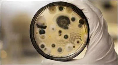 Qui a découvert la pénicilline en 1928 ?