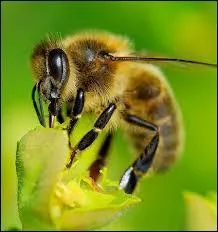 Les abeilles butinent les...