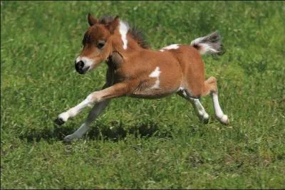 Quel est le bébé du cheval ?