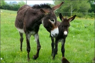 Comment s'appelle le bébé de l'ânesse ?