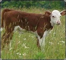 Maman vache cherche son petit. Comment appelle-t-on son bébé ?