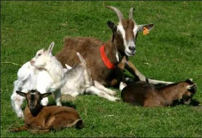 Quel est le petit de la chèvre ?