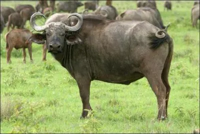 Aidez-moi à trouver le petit de maman buflonne !