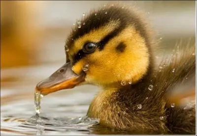Le petit du canard est le...