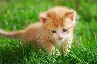 Le chaton est le petit du...