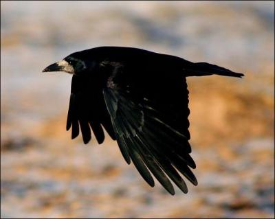 Sous le nom générique de "corbeau" se cachent en réalité plusieurs espèces : lesquelles ?
