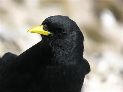 Certains passereaux se font passer, avec leur plumage noir, pour des corbeaux : quel est celui-ci ?