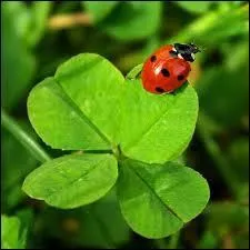Comment cette coccinelle va-t-elle vous porter bonheur ?