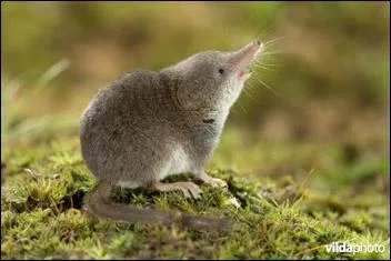 Une musette qui joue avec les vers.