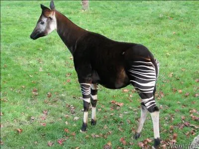 Un drôle de zèbre qui se paierait la tête d'une girafe.