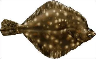 Elle est plus plate qu'une vieille.