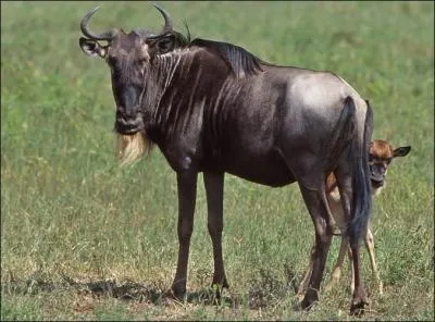 Le gnou, mammifère de la famille des bovidés, vit en Asie où il forme de grands troupeaux.