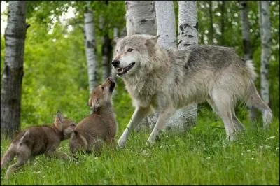 Une jeune louve de moins de six mois est une loupiote.