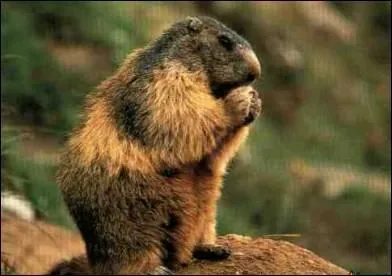 La marmotte hiberne pendant près de six mois.