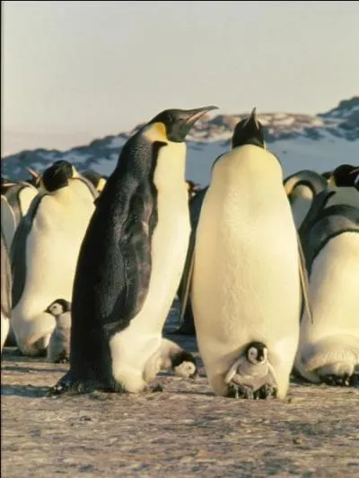 La femelle Manchot empereur pond un uf unique qu'elle couve pendant tout l'hiver.