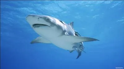 Le grand requin blanc est ovovivipare : les ufs se développent et éclosent dans l'utérus de la femelle.