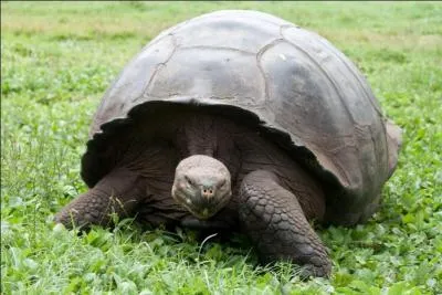 La tortue géante des Galápagos, surnommée tortue éléphantine, est la plus grosse espèce de tortues terrestres existant sur la planète.