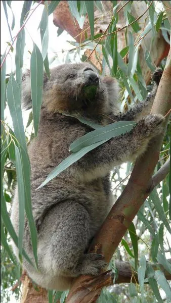 Le koala se nourrit de feuilles de bambou.