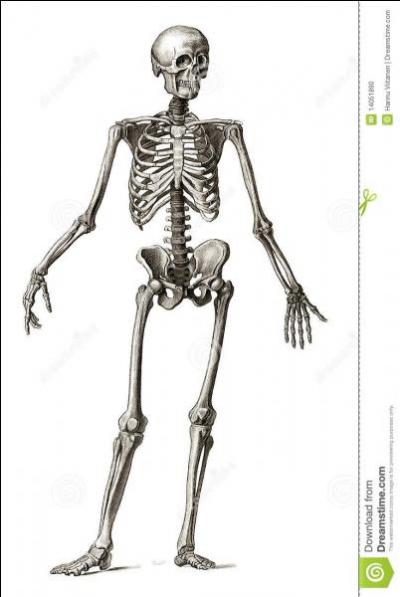 Combien d'os compte le squelette ?