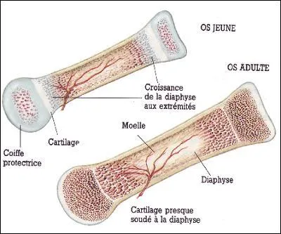 Les os sont-ils vivants ?