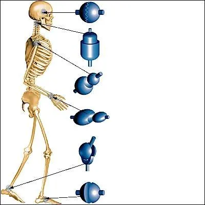 Combien d'articulations compte un squelette ?