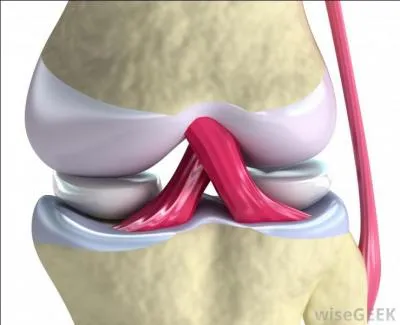 Comment sont reli&eacute;s les os ?
